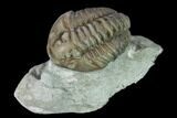 Long, Partially Enrolled Flexicalymene Trilobite - Mt Orab, Ohio #137508-1